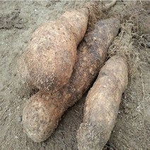 안동마 참마 2022년11월 수확 햇마 산지직송 쌀겨포장 마 5kg 알뜰마 1박스, 5kg 신토불이 웰빙 (상)품