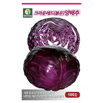 로켓샐러드 루꼴라 12g 로케트 루콜라 아르굴라 루꼴라씨앗 루꼴라씨 야채씨 야채씨앗 채소씨 채소씨앗, 20_다농_크라운레드(붉은)양배추(100립)