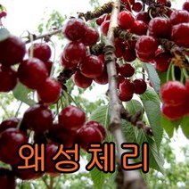 왜성체리접1특 1그루+왕유밤 1그루 묶음 나무 묘목 과일나무 유실수