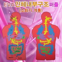 과학EVA 인체내부구조(소화기계통)퍼즐-ZHA과학교구.과학키트.실험실습