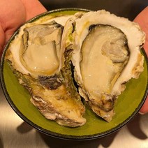 통영 삼배체굴 사계절 생 각 바위 횟감용 굴 1kg(2-3미) 특대 사이즈 산지직송, 삼배체굴 1kg (2-3미 내외)
