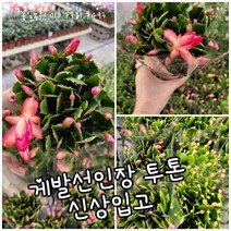 게발선인장 투톤 0012 신상품 랜덤 공기정화식물/미세먼지/공기정화효과 공기정화식물