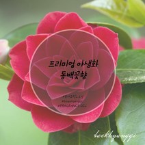 [백향기]야생화 동백꽃향 프래그런스 오일 소량포장 10ml 20ml 30ml 50ml 100ml, [디퓨저베이스] 100ml, [오일용량] 50ml