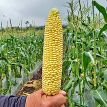 제주도 초당옥수수 특고당도 당일수확 특대 농장직배송 5수, 5개