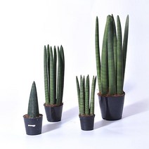 스투키 4종 실내공기정화식물, 스투키 (대) 40cm