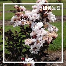 내꽃농원 자엽배롱나무 블랙다이아몬드(백색꽃) 삽목 1년