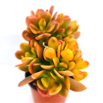 황금염좌 예쁜 다육식물 크라슐라 속 염자 다육, 단품