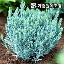 각시석남 안드로메다 애기진달래 가림원예조경, 블루라군 2L 화분