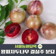 서울농원묘목/자두나무 왕피자두묘목 R2~3점 R5점 결실주 분묘 여름과일 수분수, 결실주R2~3점