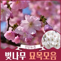 벚꽃나무 묘목 왕벚나무 겹벚나무 수양벚나무 3년생 1년생 특묘 공원수 꽃나무 정원수 가든 원예, 1m50