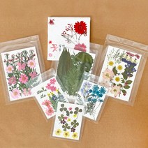 압화(누름꽃) 모음전-B그룹, GH-23