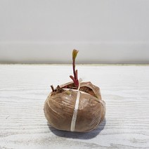 온누리농원 작약