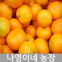 2023년 나영이네 고당도 귤 레드향 5kg 7.5kg 10kg-귤 달아요 산지직송, 한라봉 9kg(20~29과)특대과-벌크