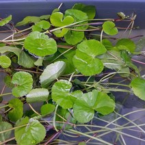 수초 아마존 치도메구사(코타일)20촉