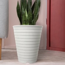 40cm 큰 화분 높은 식물 산세베리아 타이거하니 여인초 키우기, 그레이