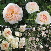 유럽프랑스장미묘목/덩굴장미/사계장미/몬쟈뎅&마메종 (Mon Jardin& Ma Maison)