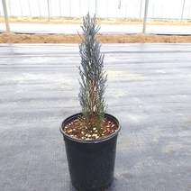 푸른묘목농원 블루엔젤 묘목 나무 블루앤젤 (120L)