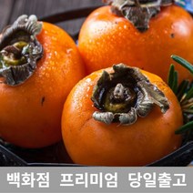 [특 등급 선별] 단감 5kg 과일 감 과일선물 부모님선물 싱싱한 직송 산지 백화점 추천 단감 감효능 홍시효능 대봉시 떫은감 대봉홍시 대봉감가격 둥시감 대봉감홍시 씨없는단감