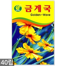 강낭콩 2g - 콩 씨 씨앗 강낭콩씨앗 강남콩씨앗 강낭콩씨, 04_청농_금계국(40립)