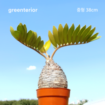 그린테리어 멕시코 소철 크기별 5종 특대형 65cm/대형 60cm/중대형 45cm/중대형 43cm/중형38cm, 특대형 65cm