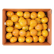 [코스트코 귤] 귤림원 타이벡 밀감 5kg