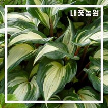 호스타(라즈베리선데) 숙근