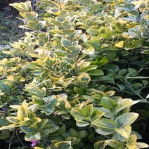 황금사철나무/삽목2년(10주묶음)묘목/e0988