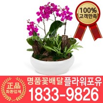 [플라워포유] 만천홍 서양난 동양난 호접 승진축하 인사이동 개업난 선물 꽃배달 서양란 개업화분