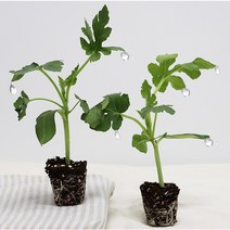 신품종 자몽수박 모종 40주 20주 10주 5주, 자몽수박 모종 20주
