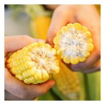 [지금 발송중] 달콤한 초당옥수수 20개 특품 (15cm 이상), 단품