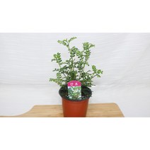 [골든플랜트] 산초 산초나무 산초미니화분 산초키우기 실내 인테리어화분 공기정화식물