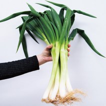 달큰하고 맛좋은 국내산 대파 신안대파 3kg 5kg, 신안대파 5kg
