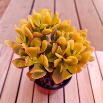 노랑 황금염좌 키우기 쉬운 크라슐라 속 염자 다육1-50, 단품