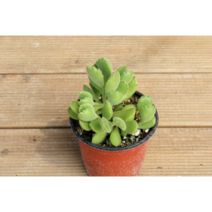 보람농자재 웅동자모종, 웅동자모종*4개