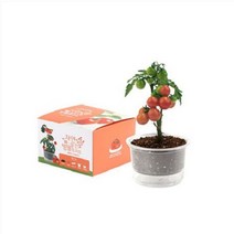 꿈쟁이 자연애 마이가든 식물기르기 (방울토마토) 저면관수화분 씨앗키우기, 단품