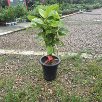 뱅갈고무나무 중대품 반려식물 50~80cm 249