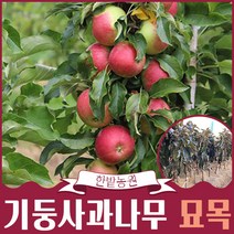 기둥사과나무 묘목 메이짱 결실주 유실수 과실수 가드닝 원예 나무키우기, 40~60cm