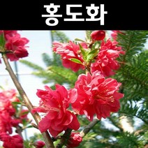 꽃복숭아(홍도화) 접목1년 뿌리묘 나무 묘목 1개/정원/공원/조경수