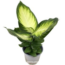 온정농원 전자파차단식물 디펜바키아 마리안느 42cm, 1개