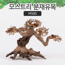 모스트리 분재유목S M500