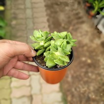 10~15cm 27 신동 소품 다육이