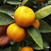 프리미엄 제주 감귤 가정용 대과 5kg, 상세페이지 참조, 상세페이지 참조