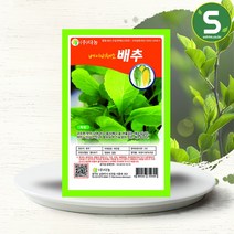 솔림텃밭몰 베이비치커리씨앗 10g 베이비채소 베이비치커리, 단품