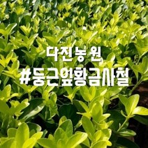 [다진농원] 황금사철 둥근잎 2년생 포트묘 약20cm, 20cm
