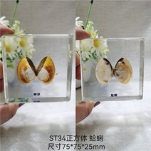 조각품 진짜 식물 곤충 견본 거북이 머리 거미 잠자리 불가사리 수지 홈 테이블, 22 22