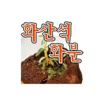 쇼핑S/ 화산석화분 5호 천연 돌 분재 다육이, 화산석화분.5호