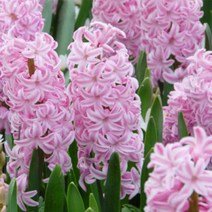[꽃모종]히야신스-폰단트(분홍) : 10cm분 3개 KC018