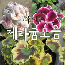 허브여울 제라늄모음(구문초센티드제라늄/유럽제라늄/페라고늄/리갈아리스토/랜디/묵은둥이외목대) 지름 9cm 소품 제라늄화분, 로즈제라늄