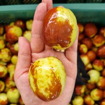 2시 전 주문 당일출고]23년 추황사과대추1kg 사과대추 [원산지:국산(충청남도 부여군), 1box, 1kg, 추황대추 특