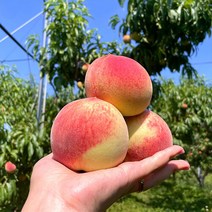 [최씨가족농원] 경북 영천 딱딱이 백도 복숭아 3kg(대과/7-8과), 1개